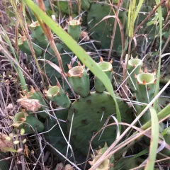prairie pricklypear thumbnail 2