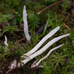 Fairy Fingers thumbnail 5