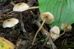 Entoloma propinquum thumbnail 1