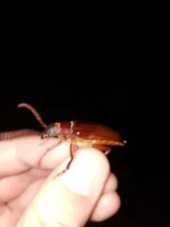 Prionus cuneatus thumbnail 1