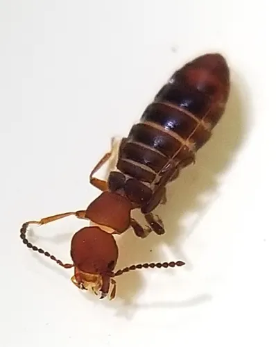 Liparocephalus cordicollis