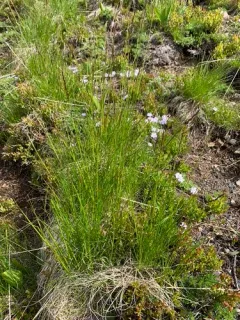 mountain bunch grass thumbnail 3