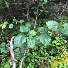 green alder thumbnail 1