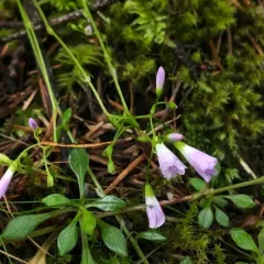 Small-leaved Blinks thumbnail 4