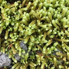 Pipecleaner Moss thumbnail 3