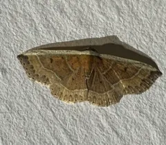 White Edge Moth thumbnail 2