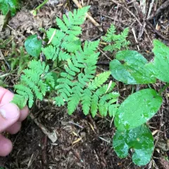 Pacific oak fern thumbnail 2