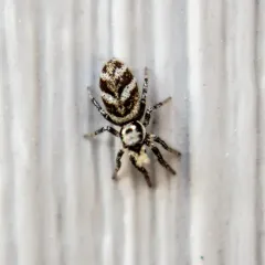 Zebra Jumping Spider thumbnail 5