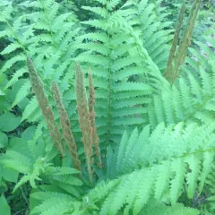 cinnamon fern thumbnail 4