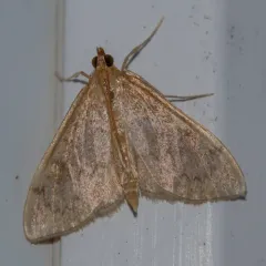 Anania extricalis thumbnail 2