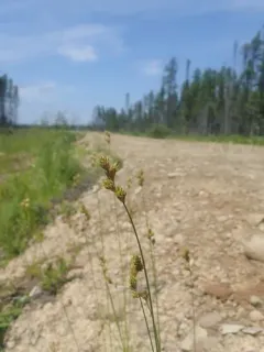 swarthy sedge thumbnail 2