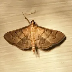 Herpetogramma theseusalis thumbnail 1
