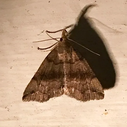 Dark Phalaenostola Moth