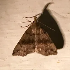 Dark Phalaenostola Moth thumbnail 1