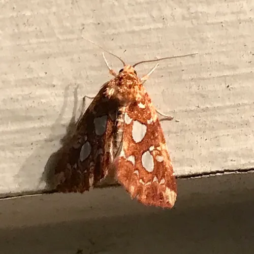 Silver-spotted Fern Moth