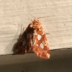 Silver-spotted Fern Moth thumbnail 1
