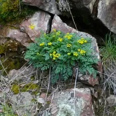 Snake Canyon Desert-Parsley thumbnail 4