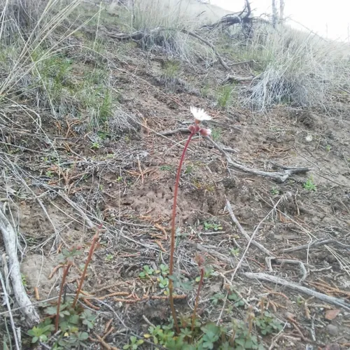 smallflower woodland star