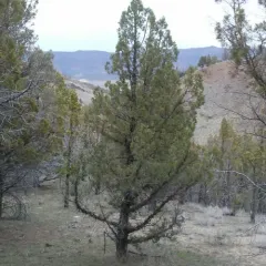 western juniper thumbnail 2