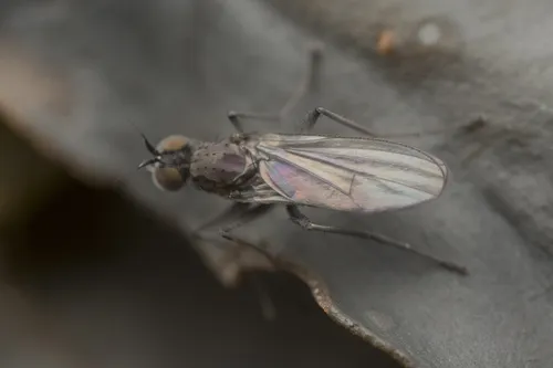 Paraphrosylus praedator