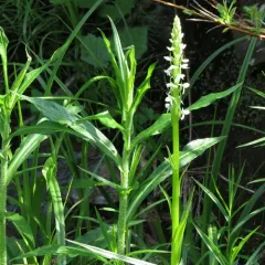 white bog orchid thumbnail 3