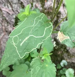 Ophiomyia maura thumbnail 3