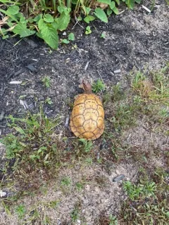 Three-toed Box Turtle thumbnail 3