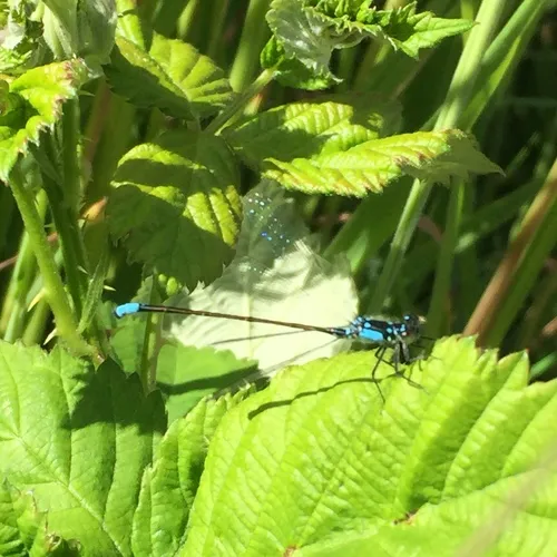 Pacific Forktail