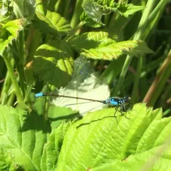 Pacific Forktail thumbnail 1