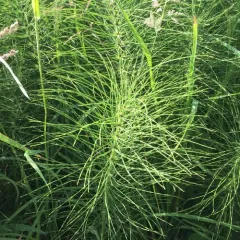 great horsetail thumbnail 3