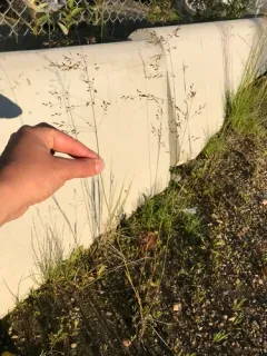 Inland Bluegrass thumbnail 2
