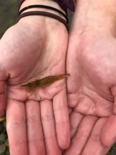 Baltic prawn thumbnail 2