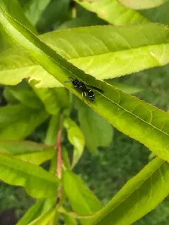 Ancistrocerus albolacteus thumbnail 3