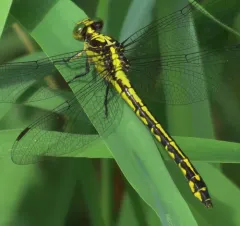 Riverine Clubtail thumbnail 1