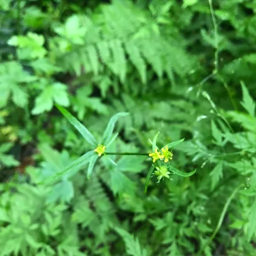 woodland buttercup