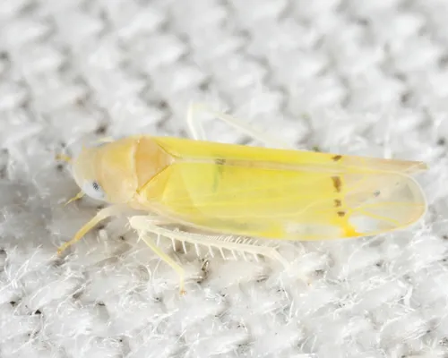 Ossiannilssonola berenice