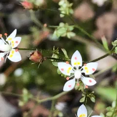 Russethair Saxifrage thumbnail 3