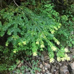 Pacific silver fir thumbnail 4