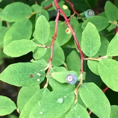 Oval-leaf Blueberry thumbnail 3