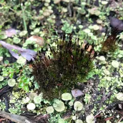 Slender Cruet-moss thumbnail 2