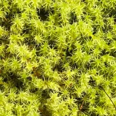 Elongate Rock Moss thumbnail 3