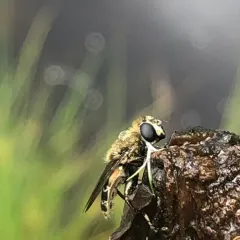Common Sickleleg thumbnail 2
