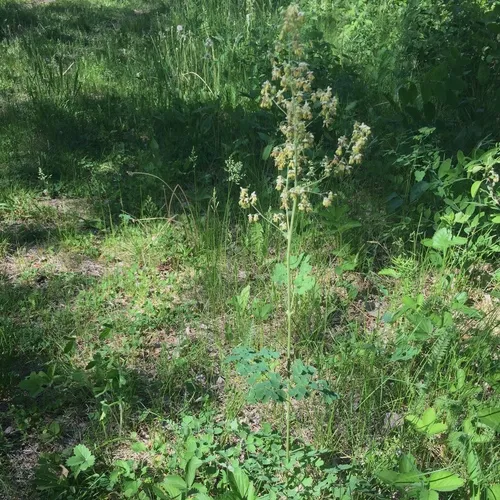 Veiny Meadow-rue