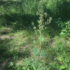 Veiny Meadow-rue thumbnail 1