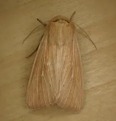 Meadow Wainscot Moth thumbnail 2