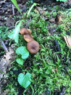 Lactarius occidentalis thumbnail 3