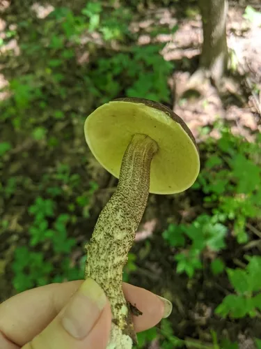 Saffron Bolete