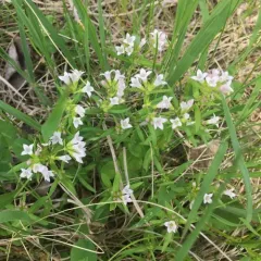 long-leaved bluets thumbnail 1