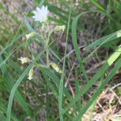 field chickweed thumbnail 1