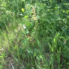prairie alumroot thumbnail 2